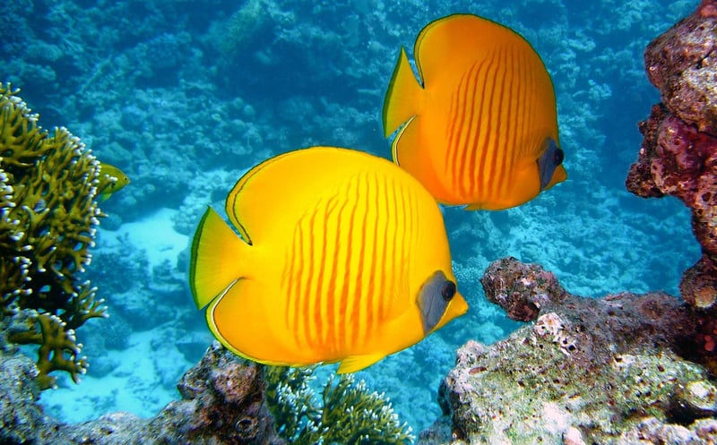 Underwater World